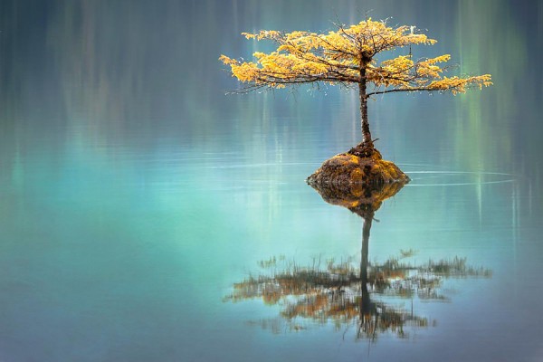 tree reflected in water