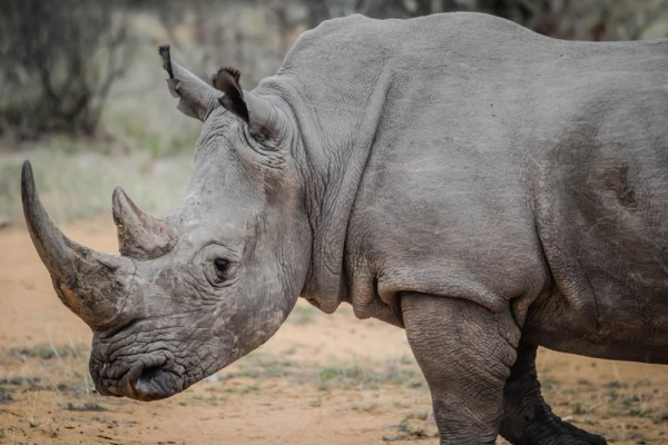 An African rhinoceros is pictured in this handout photo.