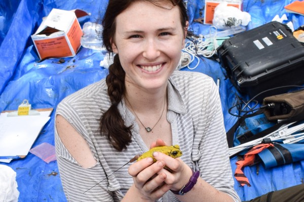 UWindsor biological sciences PhD student Katrina Switzer is working with 3D-printed yellow toads in the forests of Costa Rica to see how females choose among similarly coloured males.