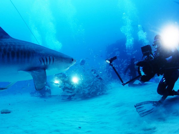 Rob Stewart gets up close and personal with a tiger shark during the filming of Sharkwater Extinction. The film is produced and edited by UWindsor assistant professor Nick Hector. 
