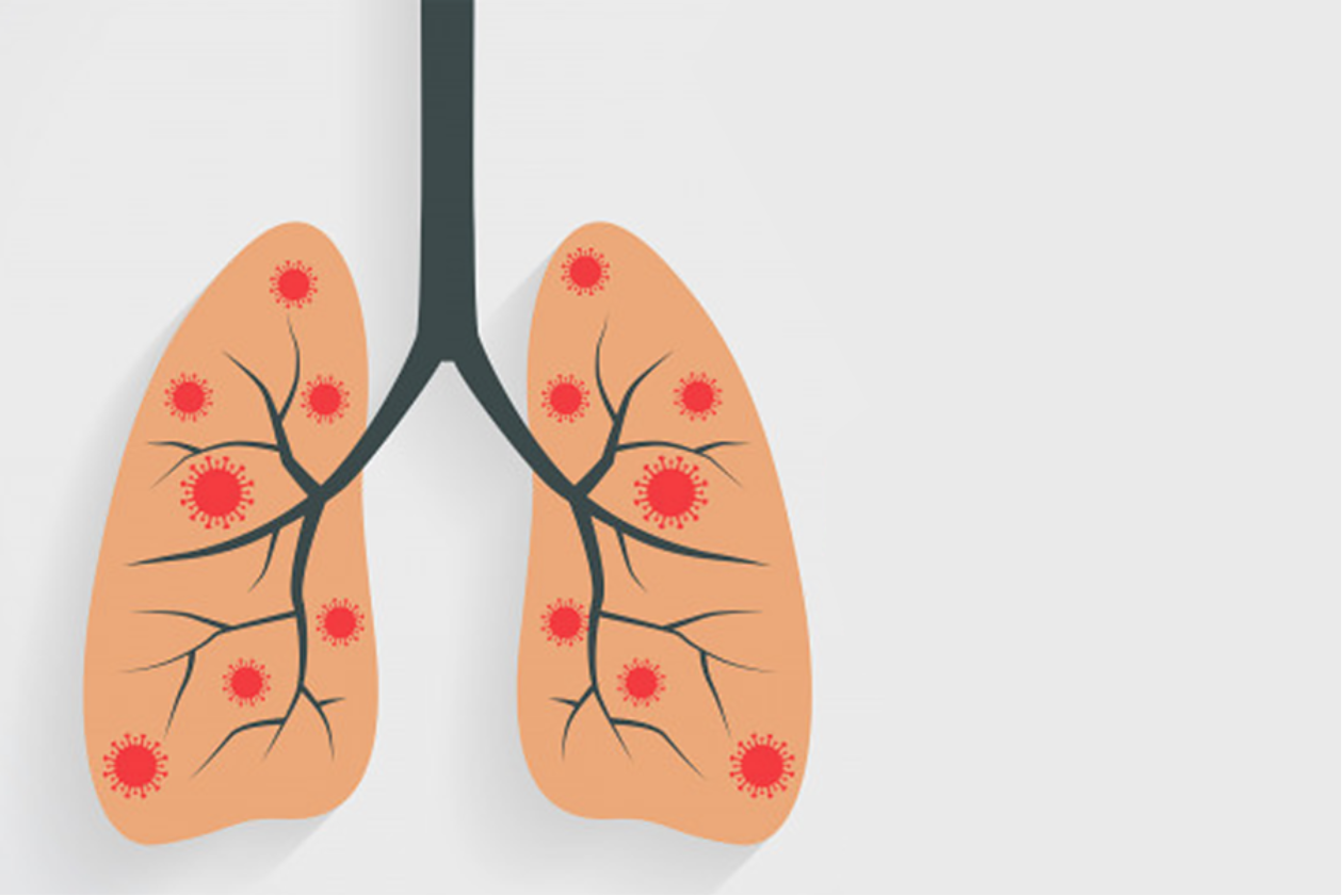 Human Lungs