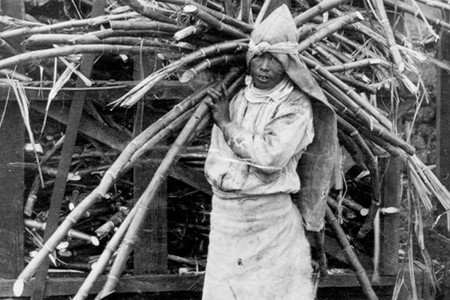 Japanese sugar field worker