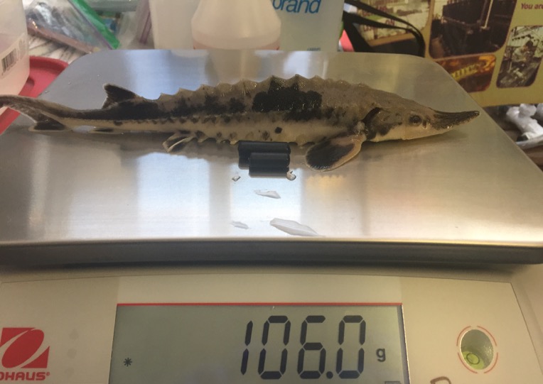 A sturgeon fish on a scale showing it's weight