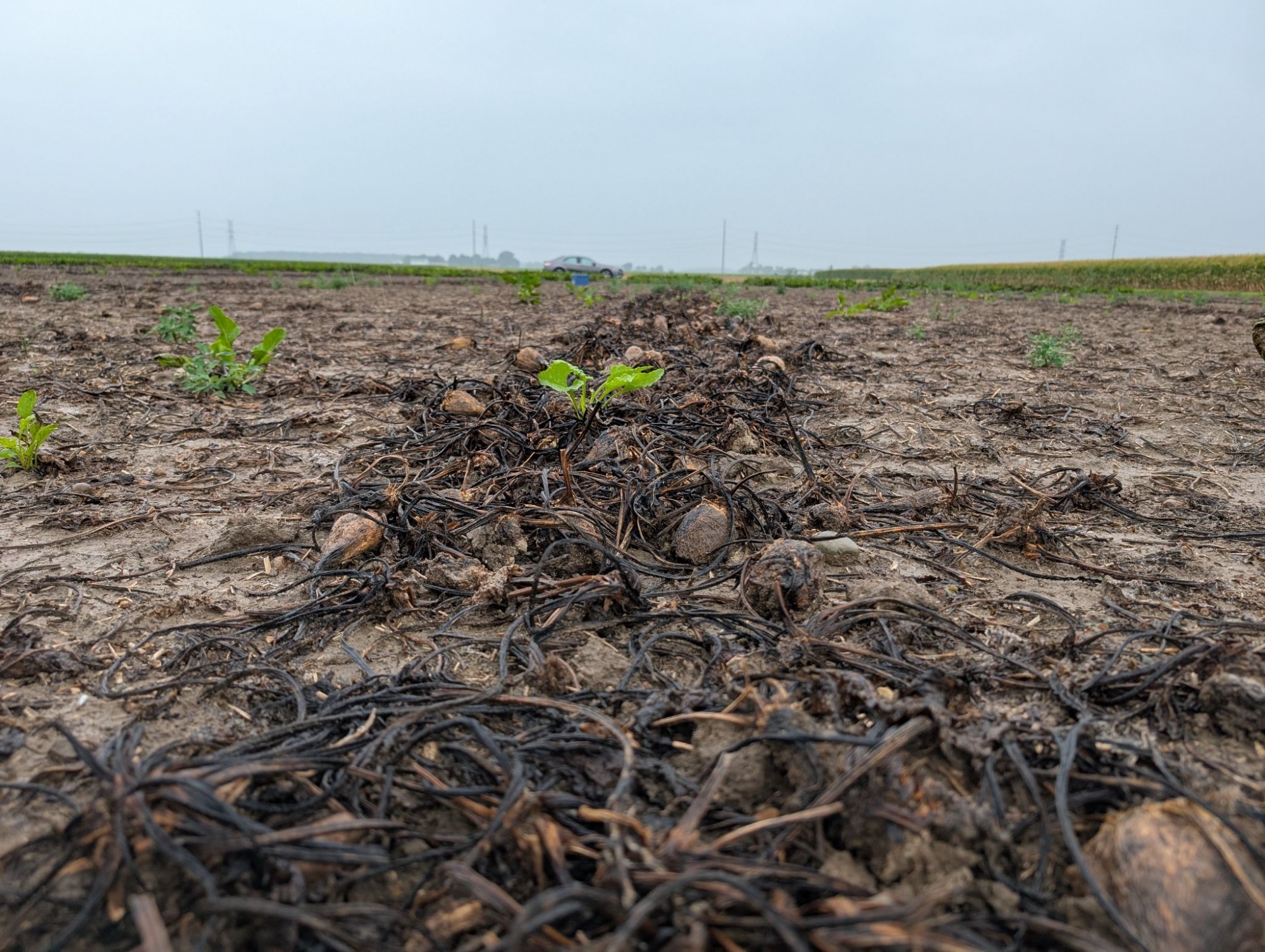 cleared farmland