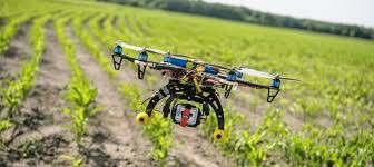 Drone flying over a corn field