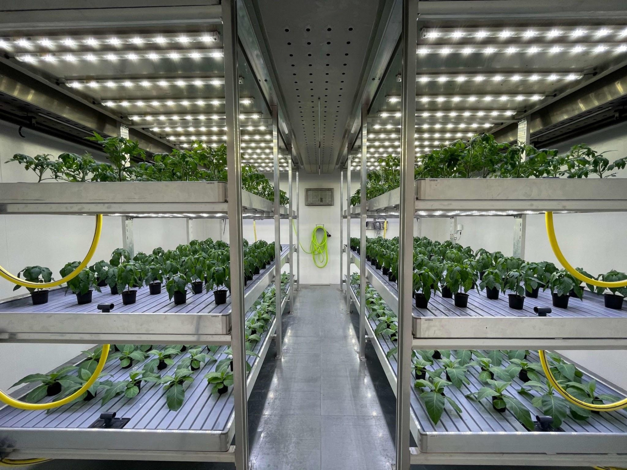 Growth chamber with rows of plants under grow lights
