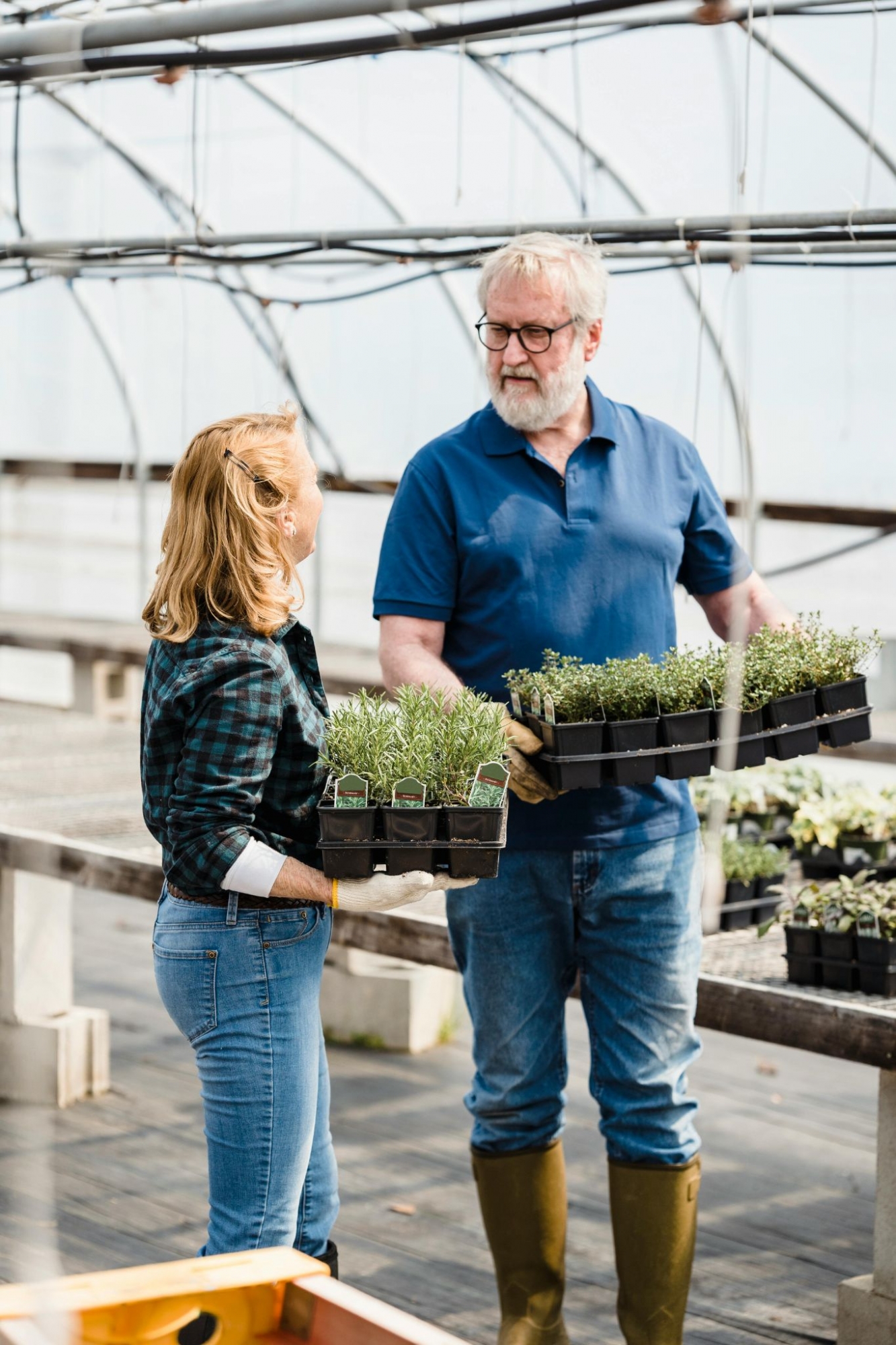 Team members holding trays of seedlings in a greenhouse