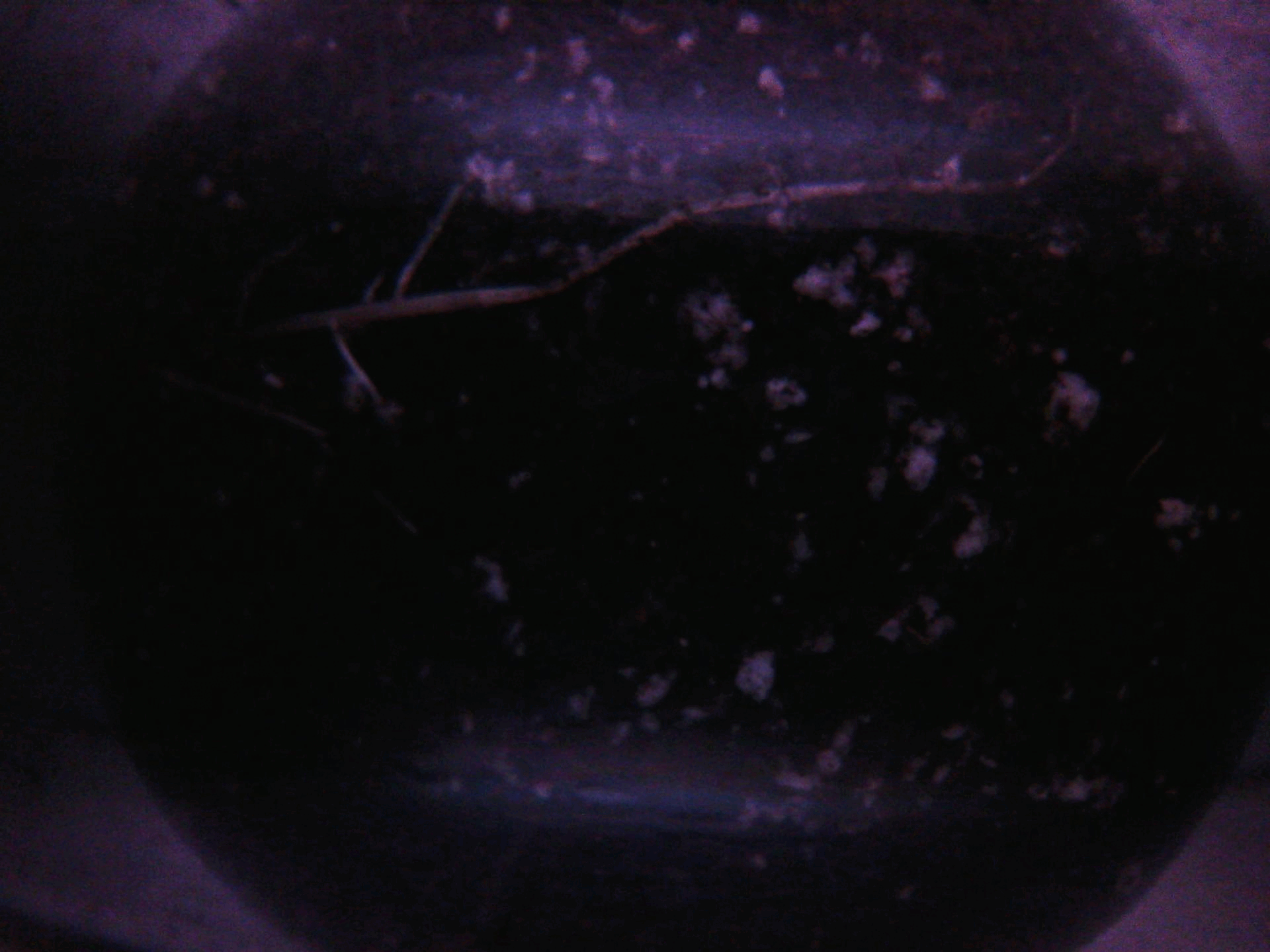Animated root imaging visualization