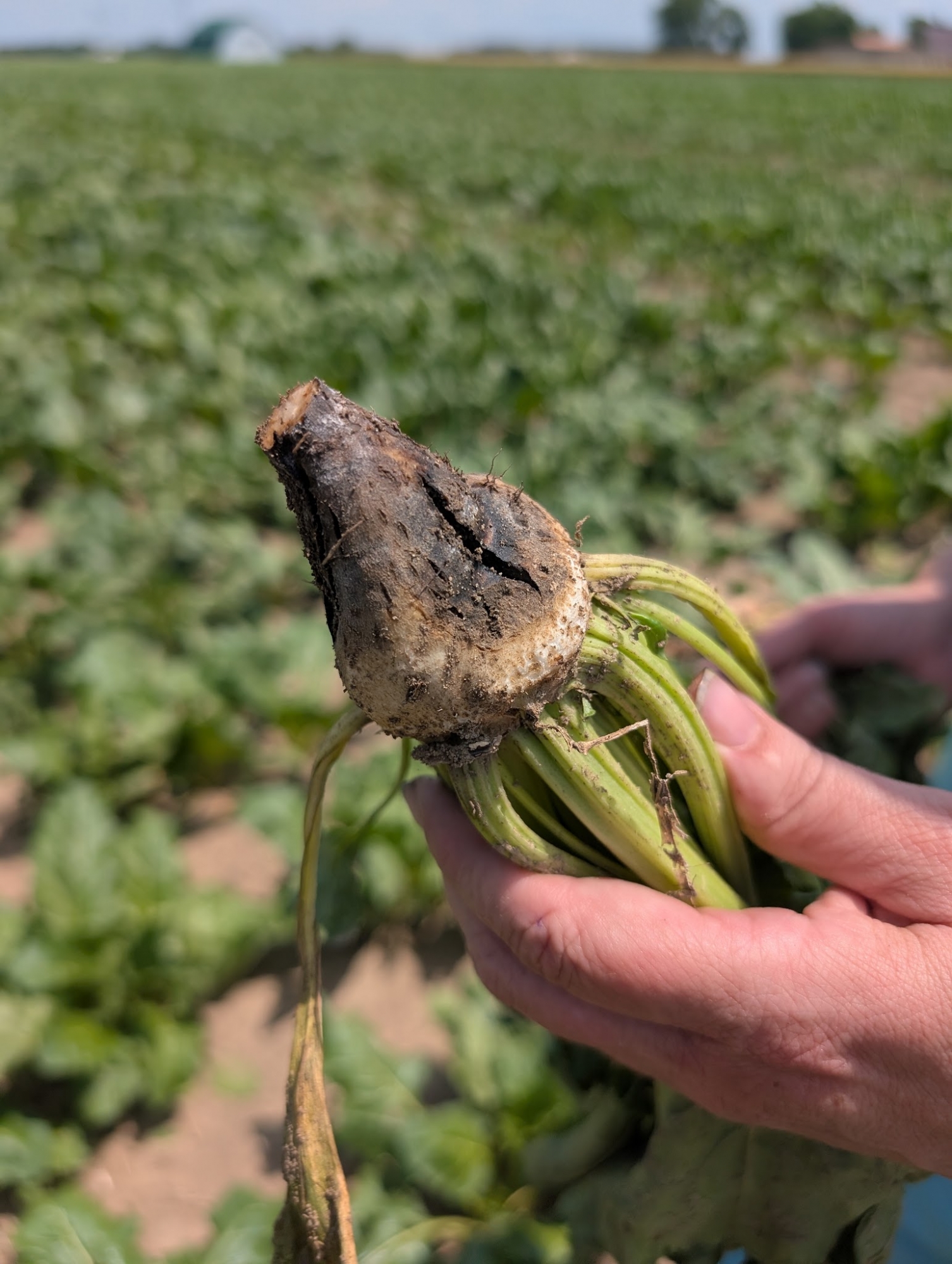 Freshly harvested red radish