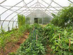 Rows of tomato plants growing inside a greenhouse