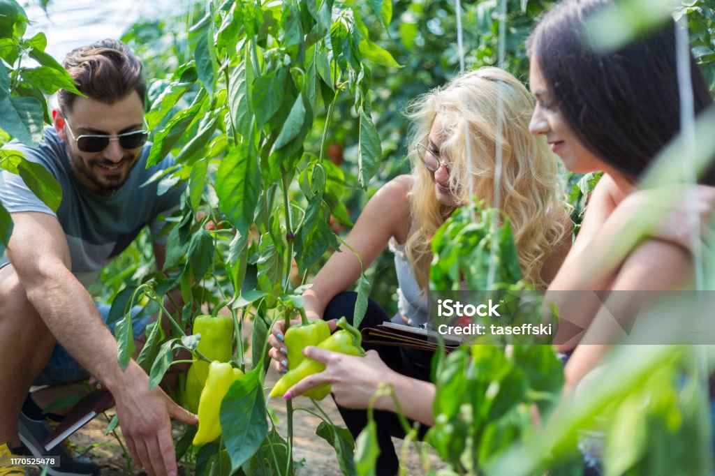 Students working with plants in a greenhouse