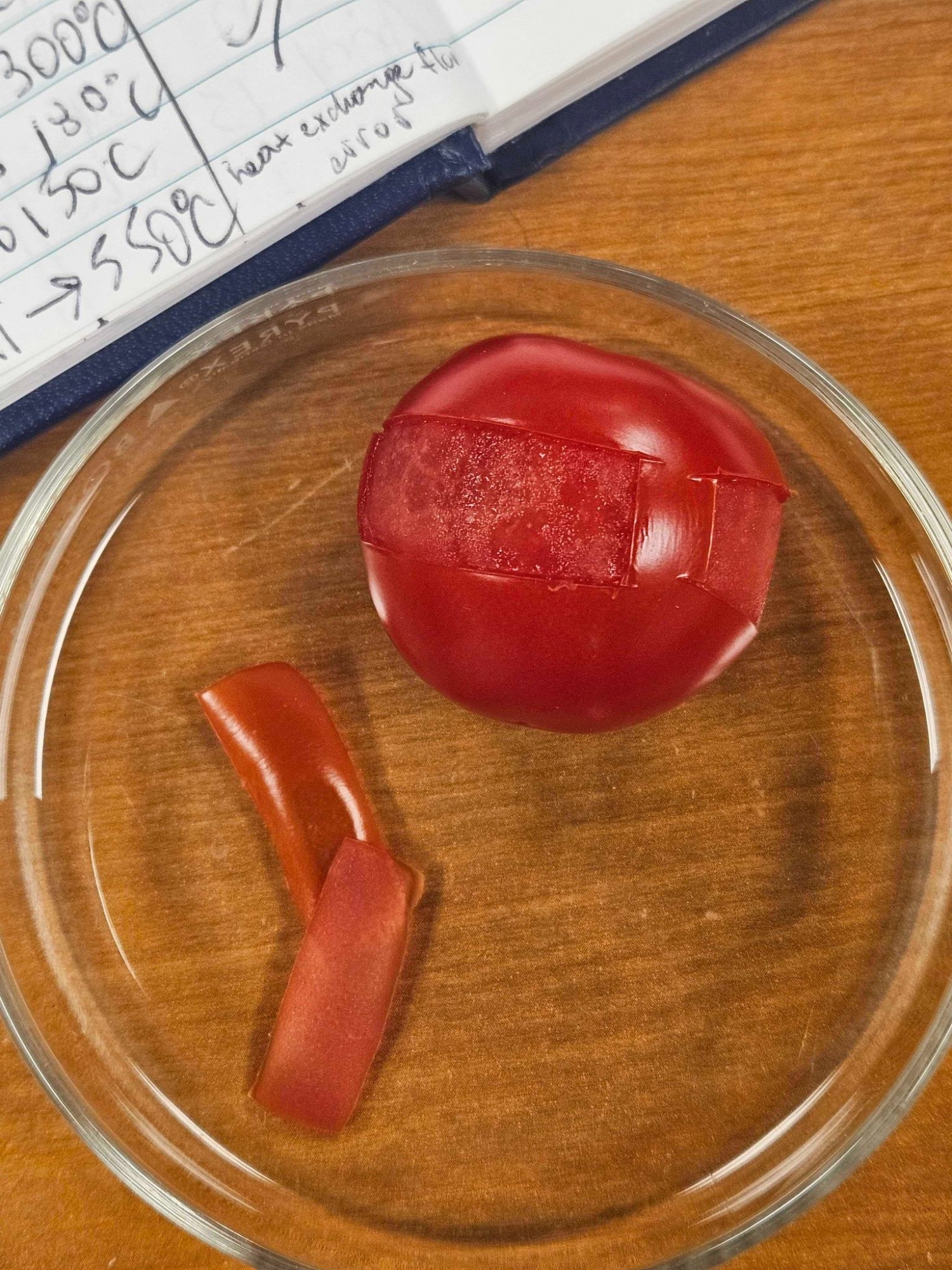 Tomato skin samples in a petri dish with lab notes in background