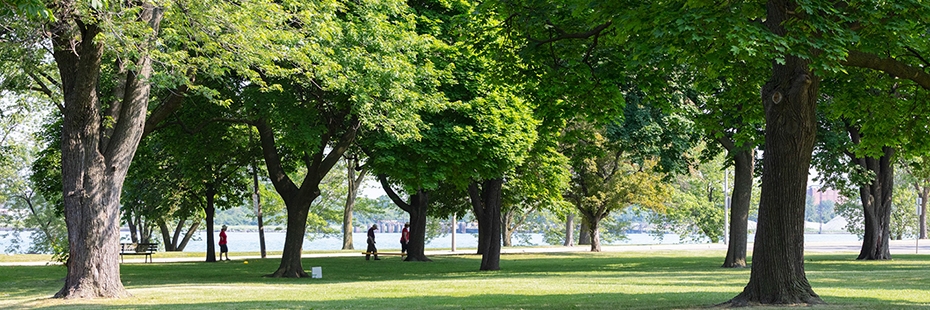 Trees in Assumption Park