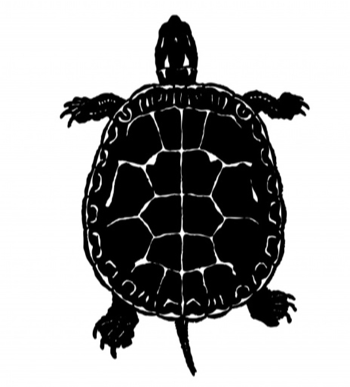 turtle icon