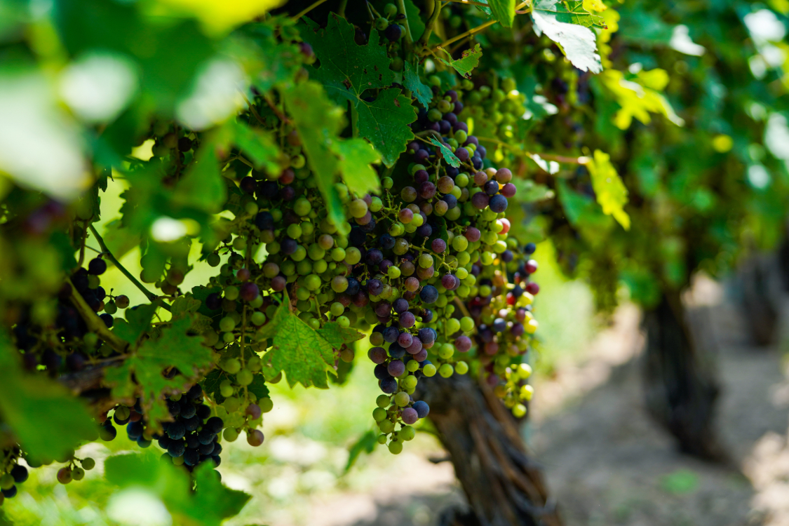 Grapes growing at Oxley Estate Winery
