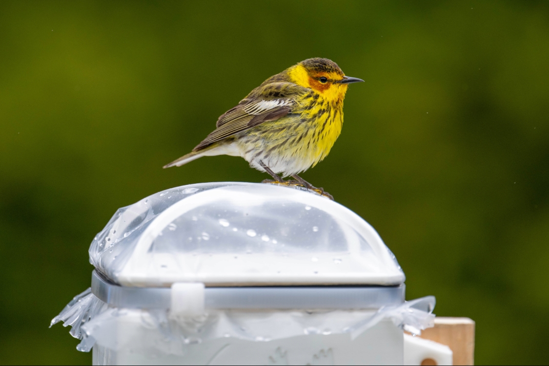 Cape May warbler