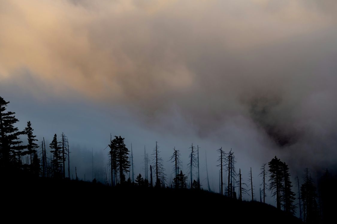 scene of a forest fire