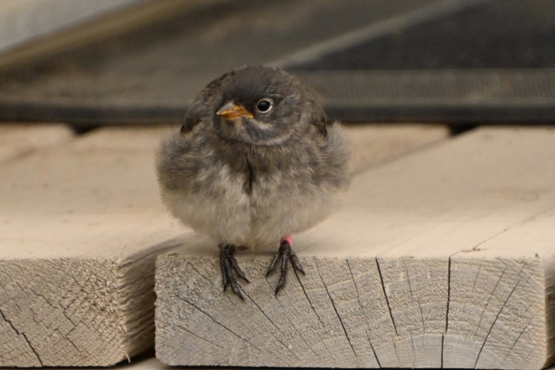 Fledgling snow bunting