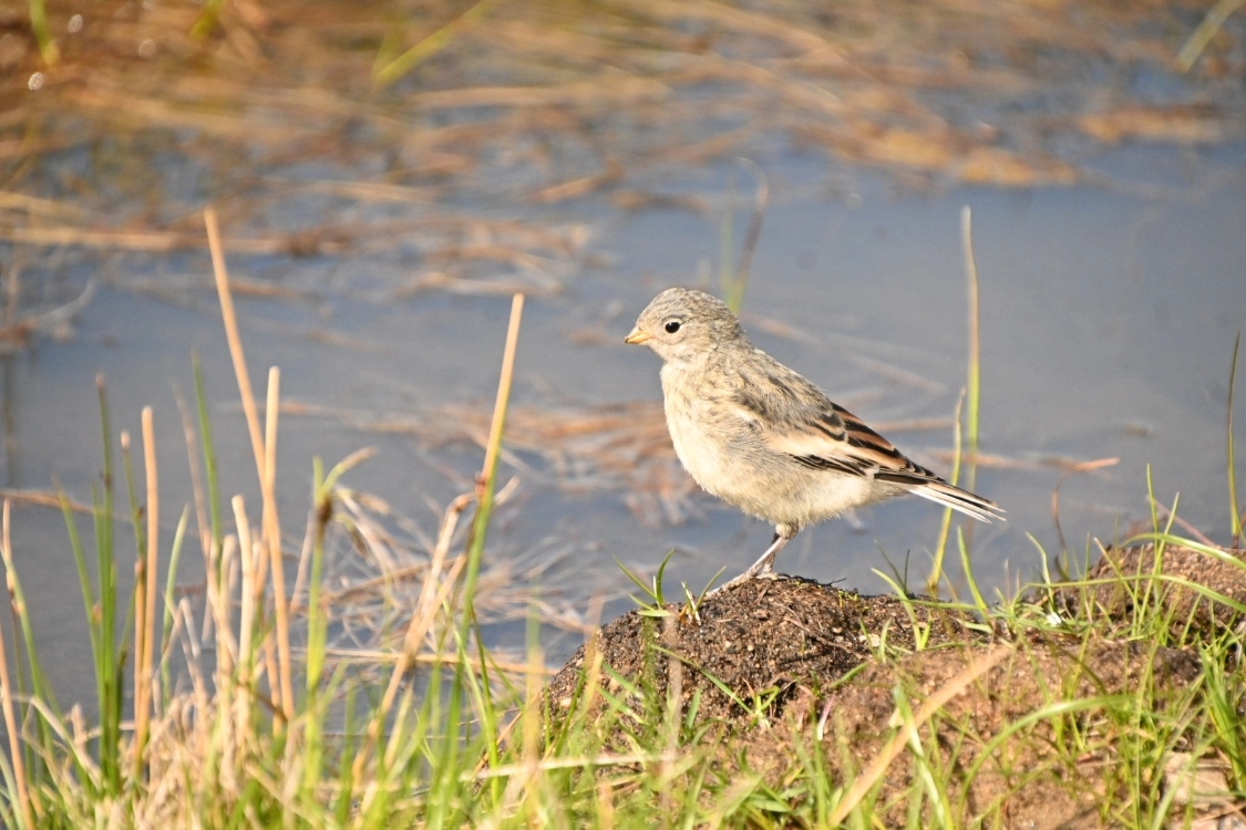 Snow bunting