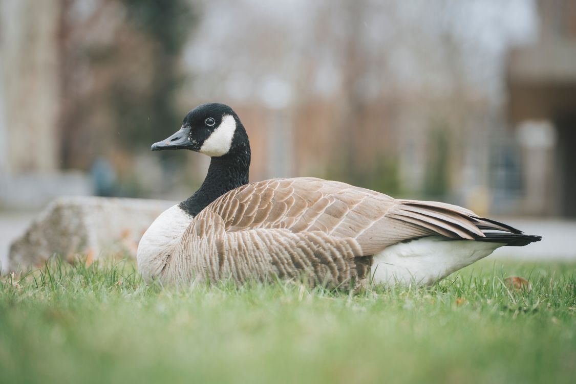 Canada geese nest on campus, including on roofs of tall buildings (MICHAEL WILKINS/University of Windsor)