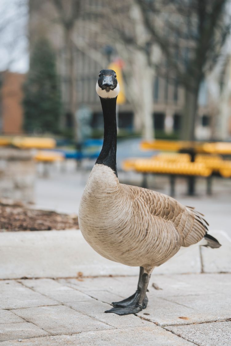 Dr. Dan Mennill advises giving the geese their space so we can all peacefully co-exist (MICHAEL WILKINS/University of Windsor)