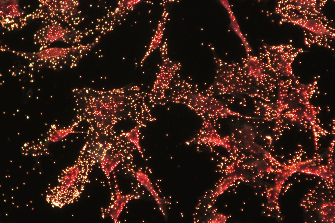nanoparticle microscopy image