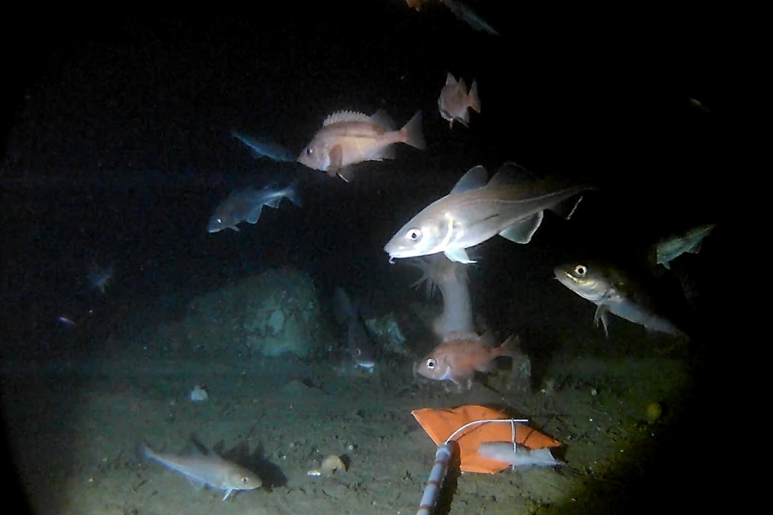 Fish in the dark ocean