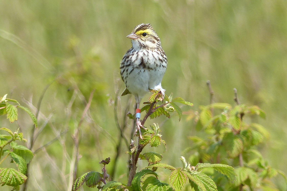 Savannah Sparrow on Kent Island