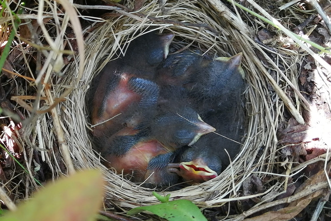 Four Savannah Sparrow nestlings
