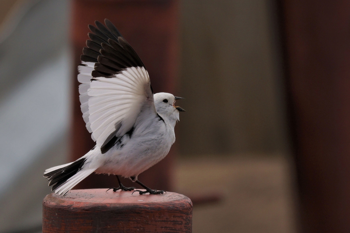 Snow bunting