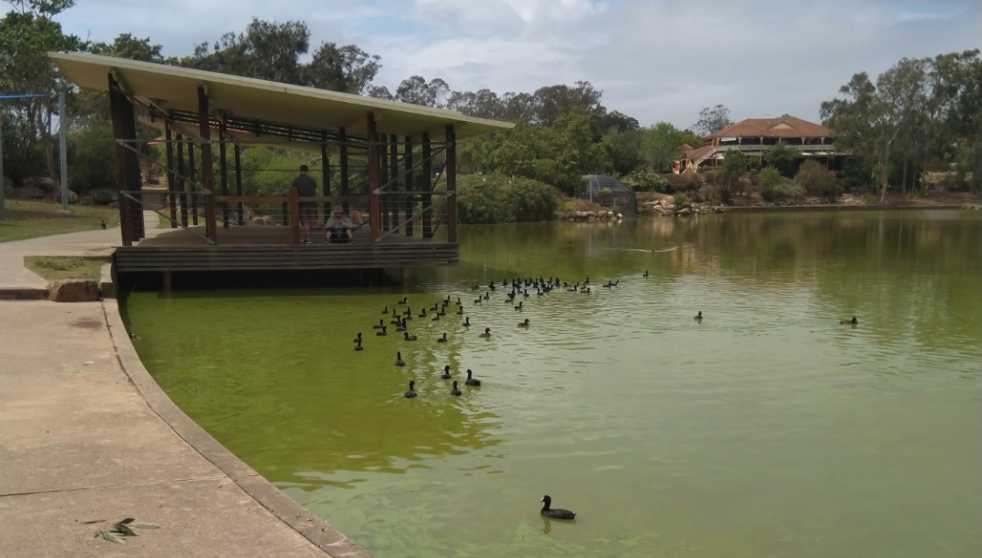 View of algal bloom