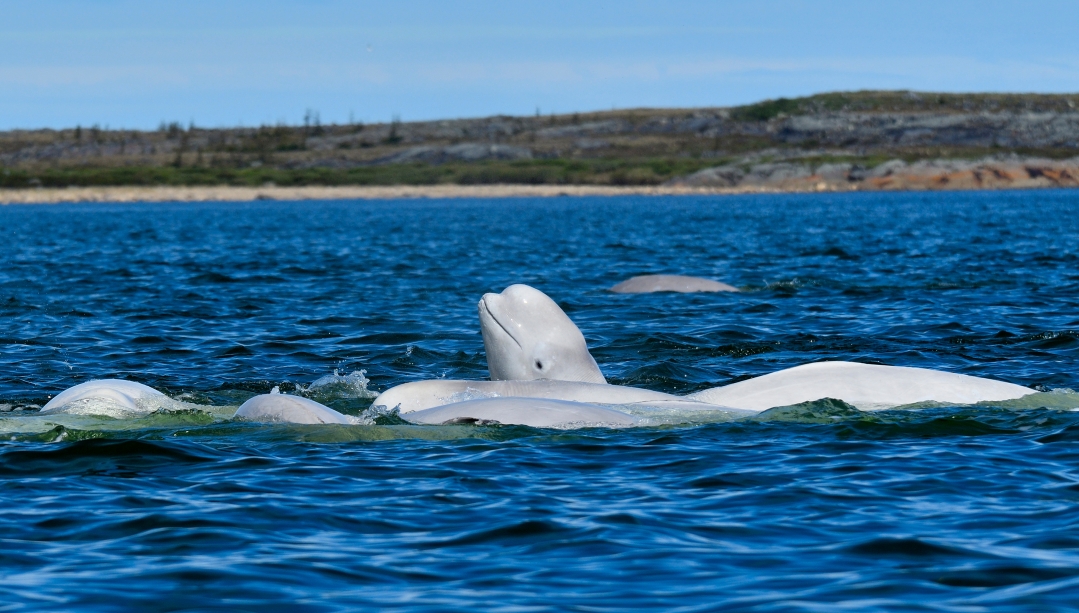 Beluga whales