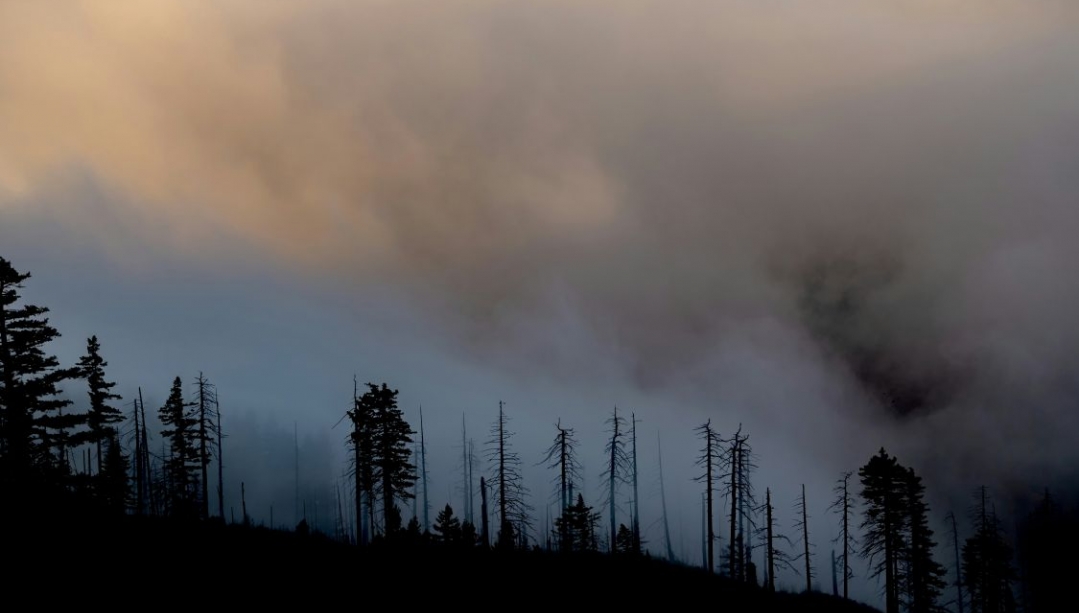 scene of a forest fire