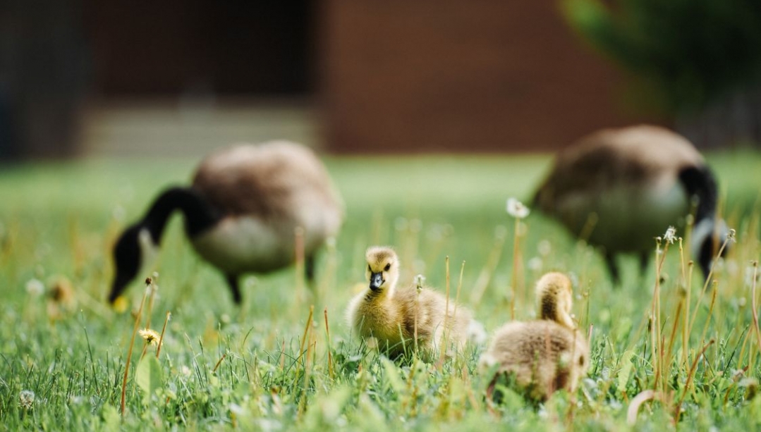 Two goslings and adult Canada geese in background