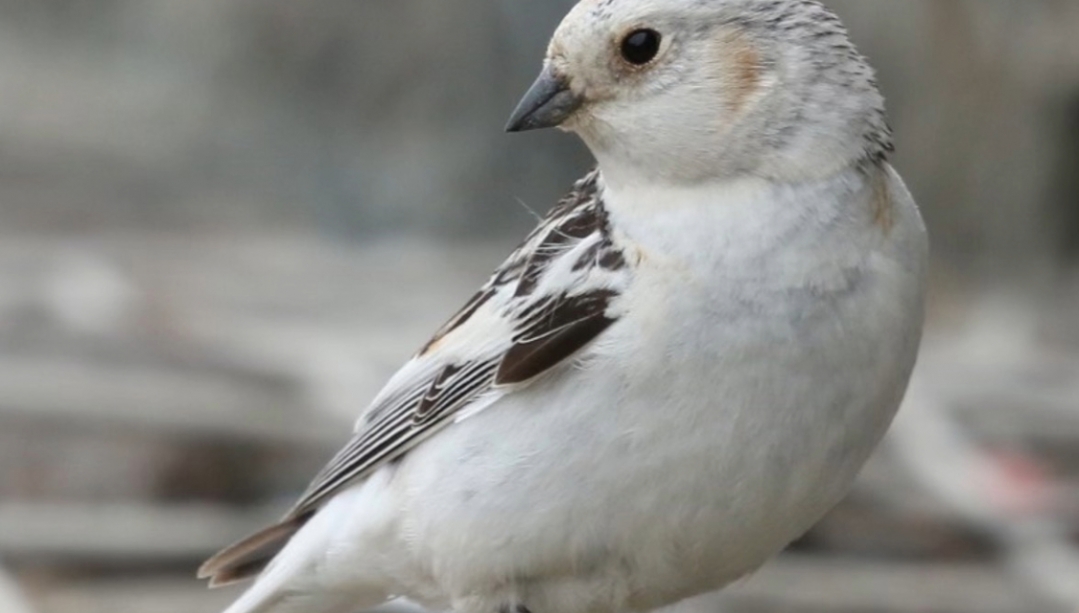 Female Bunting Rock Gabion