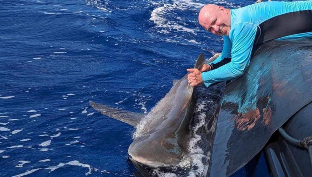Nigel Hussey leaning over boat and tagging a shark