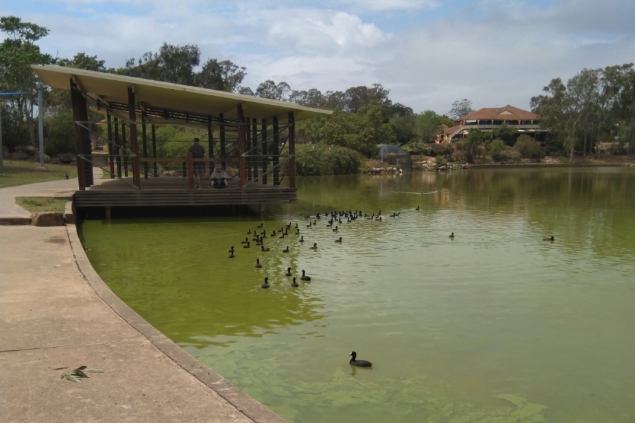 View of algal bloom