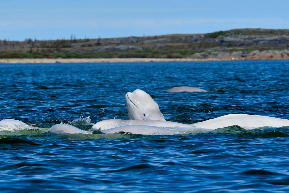 Beluga whales