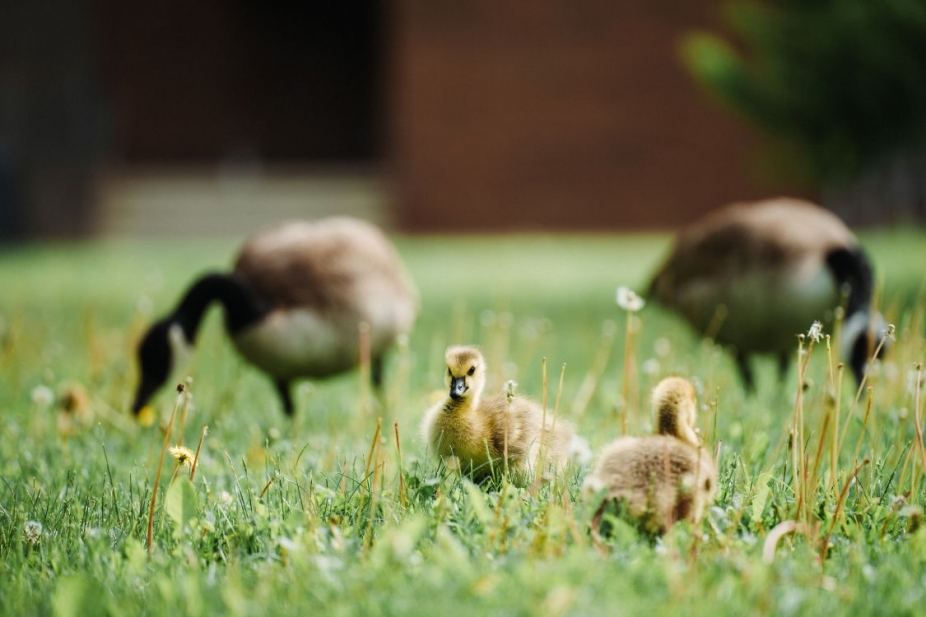 Two goslings and adult Canada geese in background