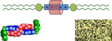 Mesomorphic [2]Rotaxanes: Sheltering Ionic Cores with Interlocking Components