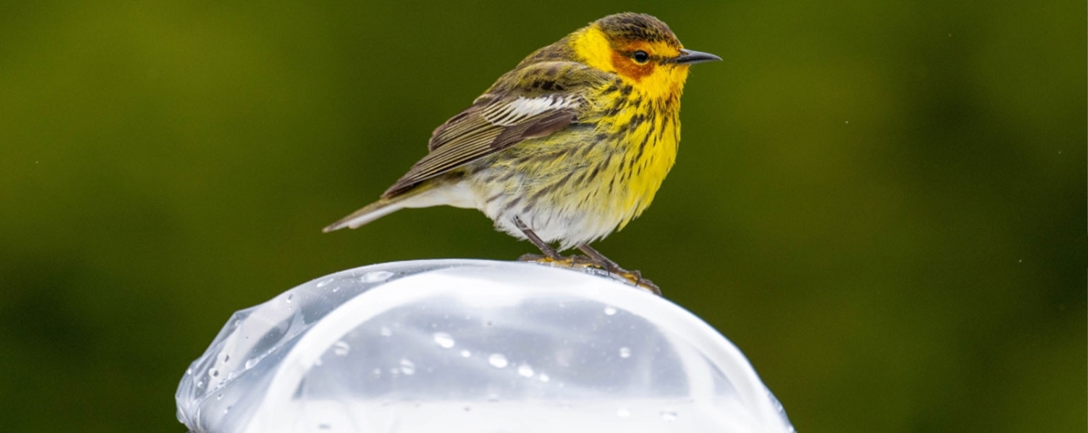 Listening to Canada's Migrating Birds - acoustic bird migration network