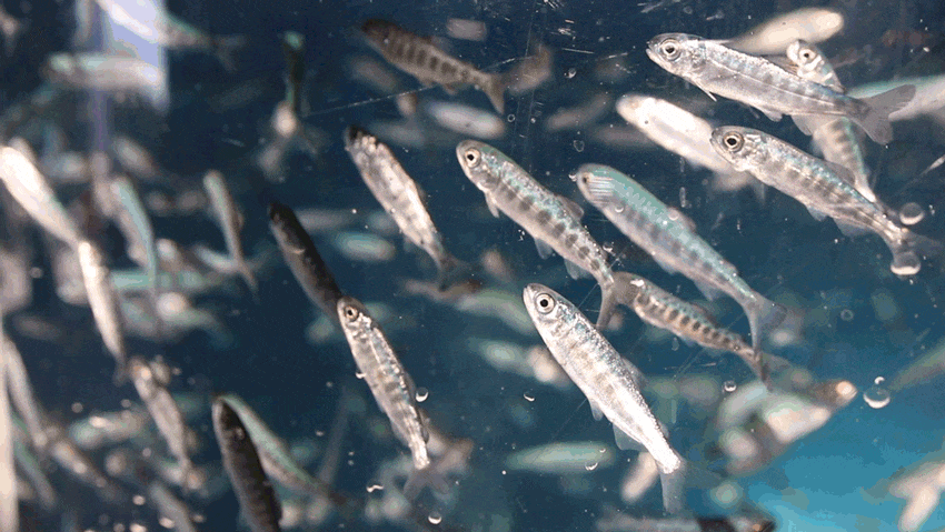 Baby chinook salmon swim in one of the 14 tanks at the Freshwater Restoration Ecology Centre.
