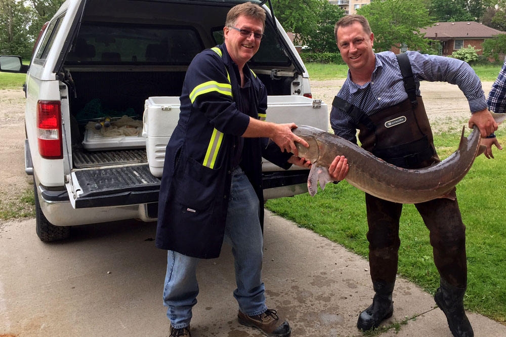 Enwin Utilities' Wayne White and UWindsor's Trevor Pitcher display the lake sturgeon rescued from the water treatment plan on May 26, 2017.