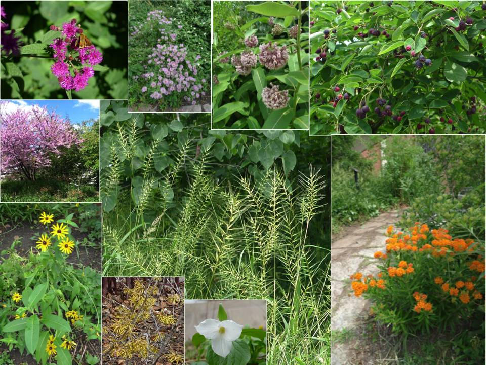 Carolinian Garden collage