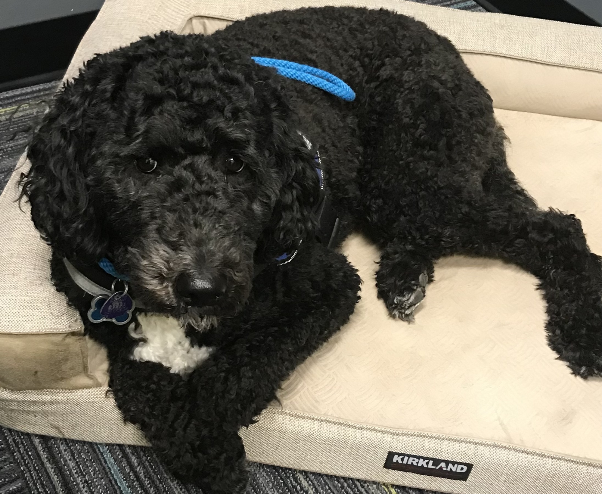 Winnie the therapy dog sitting on a dog bed